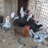 مرغ گلین لری