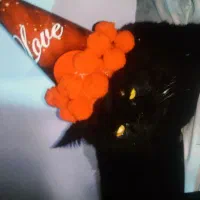 گمشده گربه مشکی