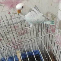 طوطی برزیلی جوجه مارال عروسکی|پرنده|اهواز, کوی باهنر|دیوار