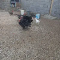 بوقلمونروماده|حیوانات مزرعه|ماهدشت, |دیوار