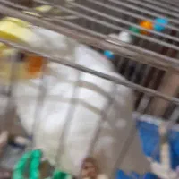 عروس هلندی ماده