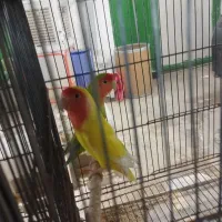 مولد های به شرط