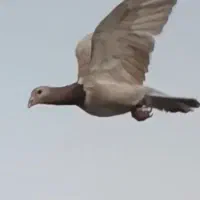 دو تا دلبر