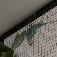 مرغ عشق نر و ماده