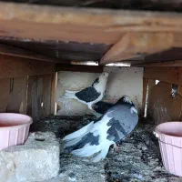 عشق به آسمان|پرنده|مینودشت, |دیوار