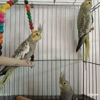عروس هلندی|پرنده|محمدشهر, محمدشهر|دیوار