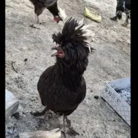 مرغ و خروس سلطان و لهستانی  معاوضه با قناری و کفتر