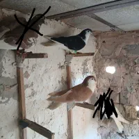 کبوتر