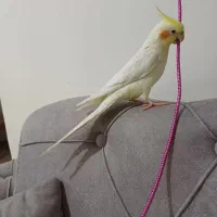 عروس هلندی گمشده دهقاید|حیوانات|برازجان, |دیوار