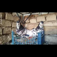 چندعددساده افشونی گل سرخ نرماده|پرنده|بردسکن, |دیوار