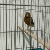 قناری دارچینی نر کفتر