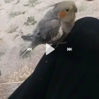 عروس هلندی دستی|پرنده|قم, پردیسان|دیوار