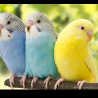 سه عدد پرنده قناری مرغ عشق فنچ