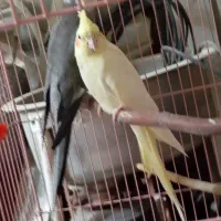 عروس هلندی جفت