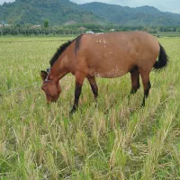 قاطر سال ۶ به ۷|اسب و تجهیزات اسبسواری|چوبر, |دیوار