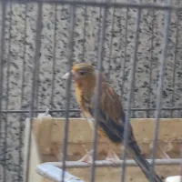 قناری ماده جفتی سهره