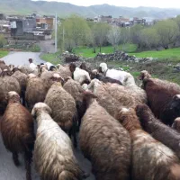 گوسفند بابره