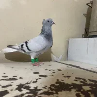 کبوتر