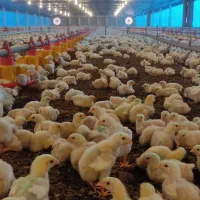 جوجه گوشتی نژاد راس