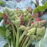 ریواس تازه و کوهی