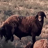 توافقی|حیوانات مزرعه|چناران, |دیوار