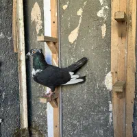 تعدادی کفتر رنگی جفت تهرونی نر و ماده|پرنده|مشهد, رضاشهر|دیوار