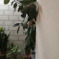 گل آپارتمانی