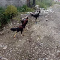 سلام خدمت عشق بازان تعداد جوجه لاری ۶ماهه