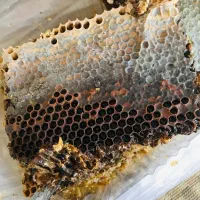 عسل باموم درجه یک و زیتون پرورده