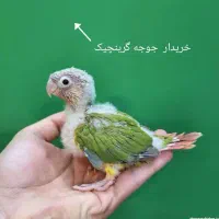 جوجه گرینچیک