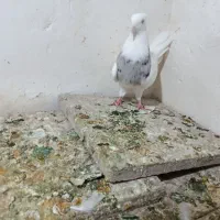 کفتر