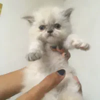 توله گربه