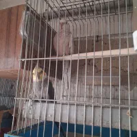 یک جفت عروس هلندی مولد|پرنده|اسلامشهر, شهرک توحید|دیوار