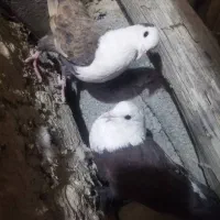 کبوتر کربلایی