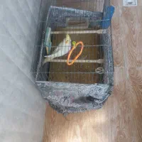 فروش عروس هلندی نر دستی|پرنده|گلپایگان, |دیوار