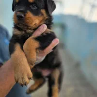 روت ژرمن و....