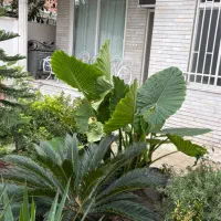 فروش یا تهاطر ویلایی