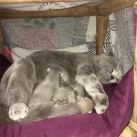 توله اسکاتیش فولد