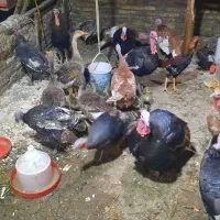 بوقلمون محلی دم تخم در مهربان