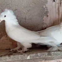 کبوتر‌ترکیه‌سفید