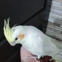 پرنده عروس هلندی لوتینو