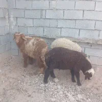 بره دوتا نریدونه ماده