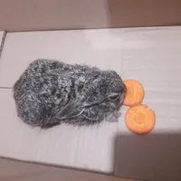 بچه خرگوش نر