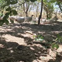 فروش ۲۰ عدد مرغ تخم گذار
