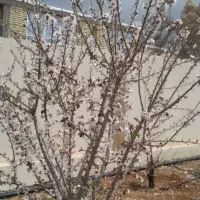 فروش زمین یونکی