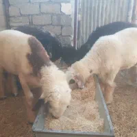 گوشت گرم و تازه|خوردنی و آشامیدنی|اندیکا, |دیوار