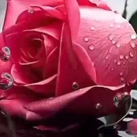 دو عدد خط تلفن ثابت ابوریحان شهناز  سفیر امید