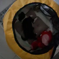 سگ پامرین عروسکی