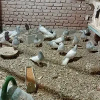 کله الماسی|پرنده|بناب, |دیوار