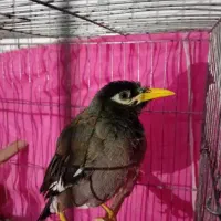 مرغ مینا سخنگو سالم و سلامت